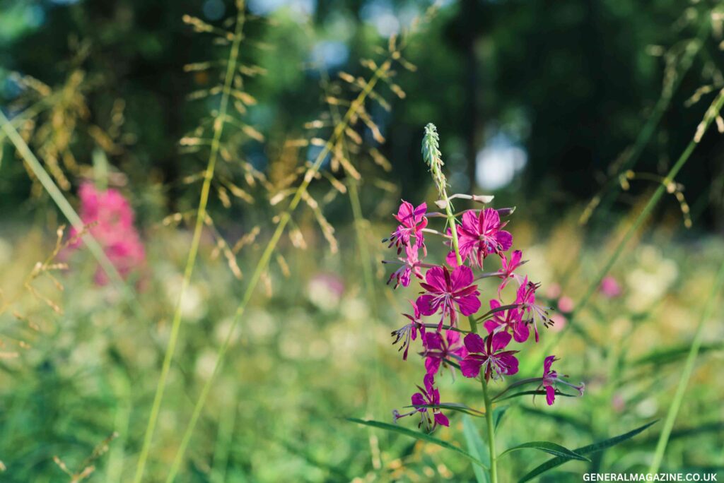 Foxglove gumshoe